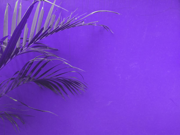 紫红色花卉幻彩背景
