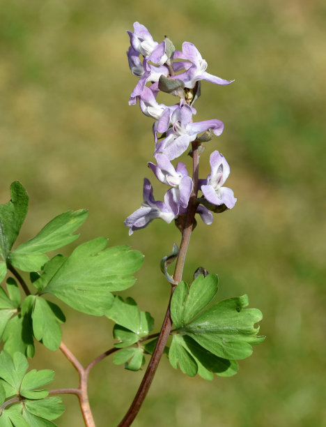 corydalis