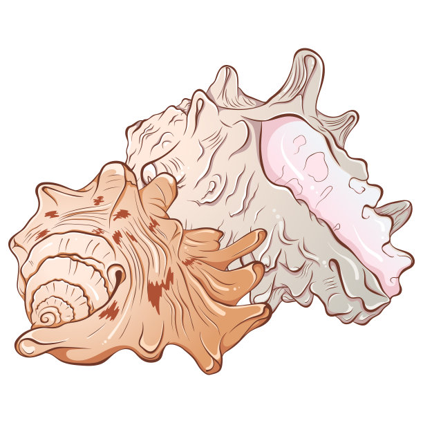 conch