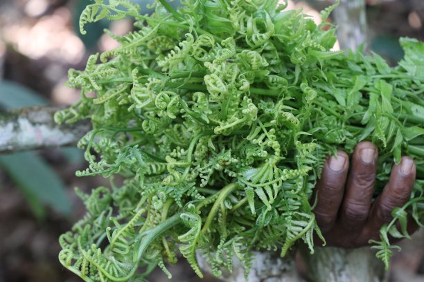 fiddlehead