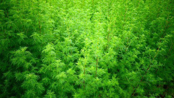 wormwood