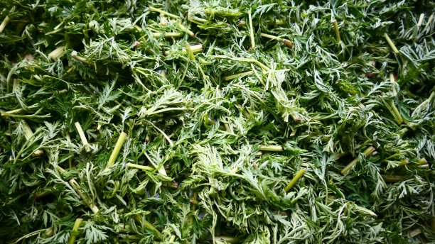 wormwood