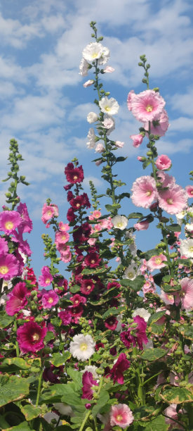 stockrose