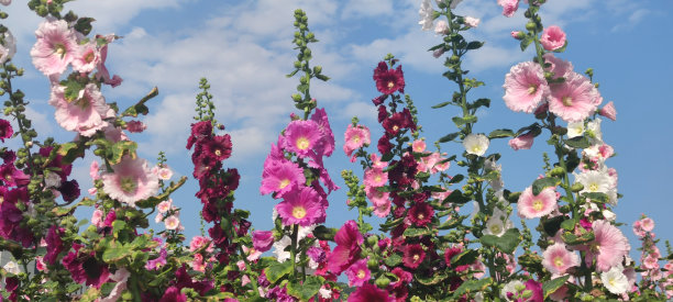 stockrose