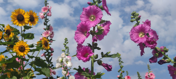 stockrose
