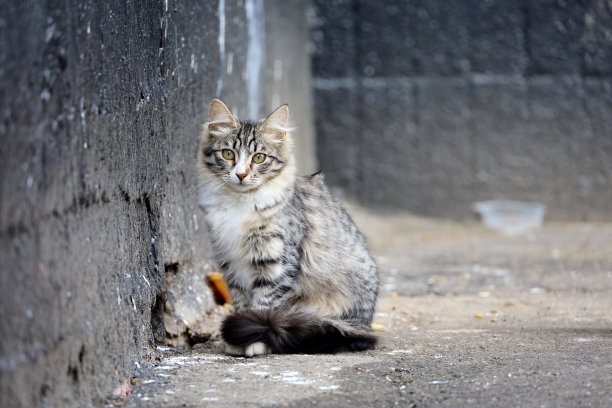 stray