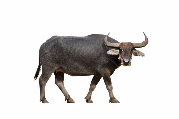 ox