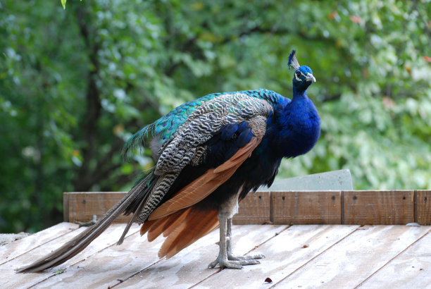 preen