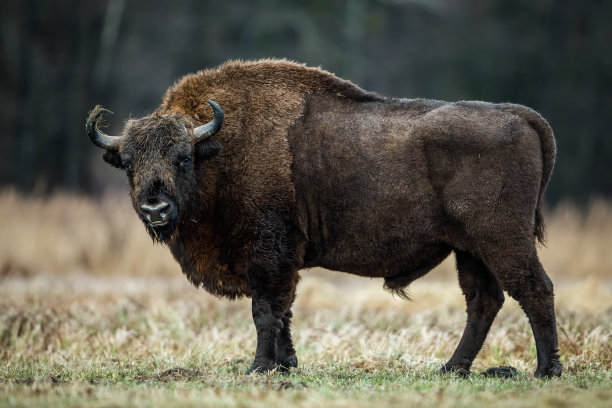 bison
