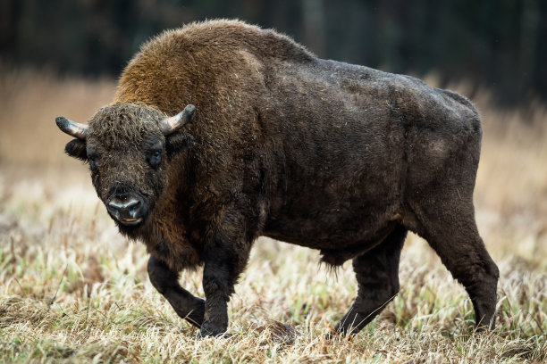 bison