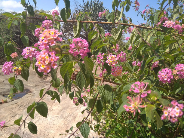 lantana