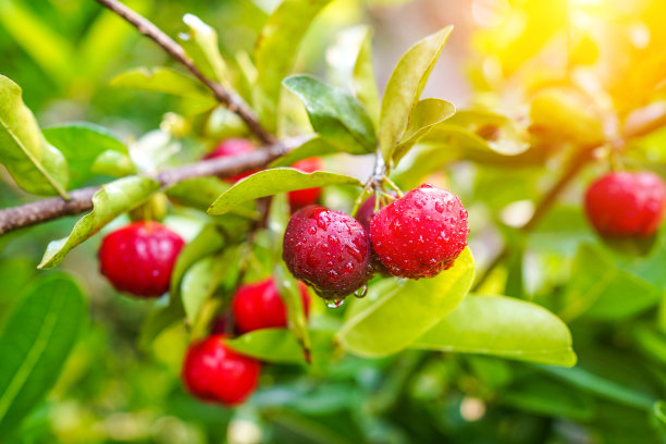 cherries