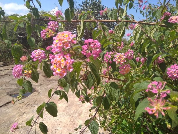 lantana