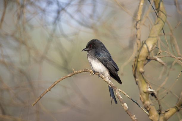 drongo