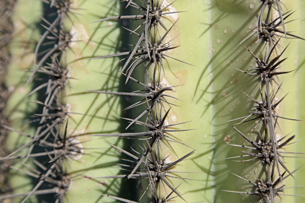 saguaro