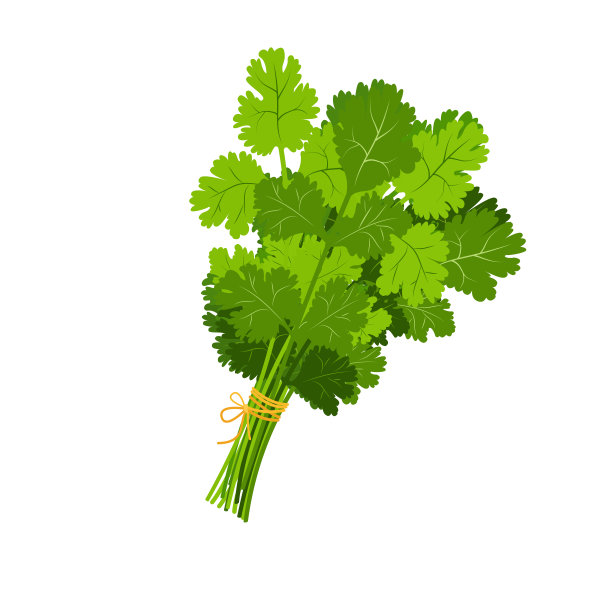 cilantro