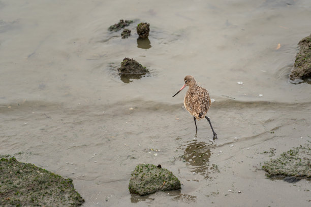 limosa