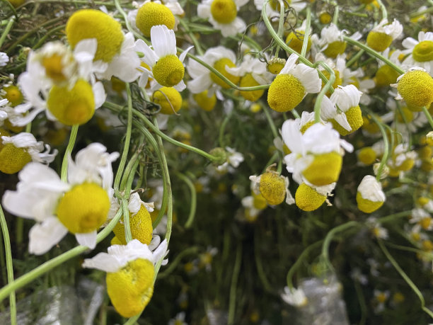 camomiles