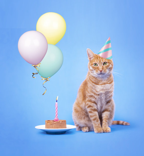生日小猫派对可爱庆祝蛋糕形象
