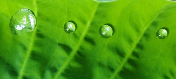 叶子水滴绿叶背景素材