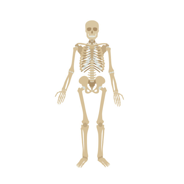 bone