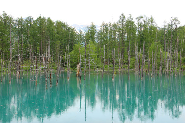 fen