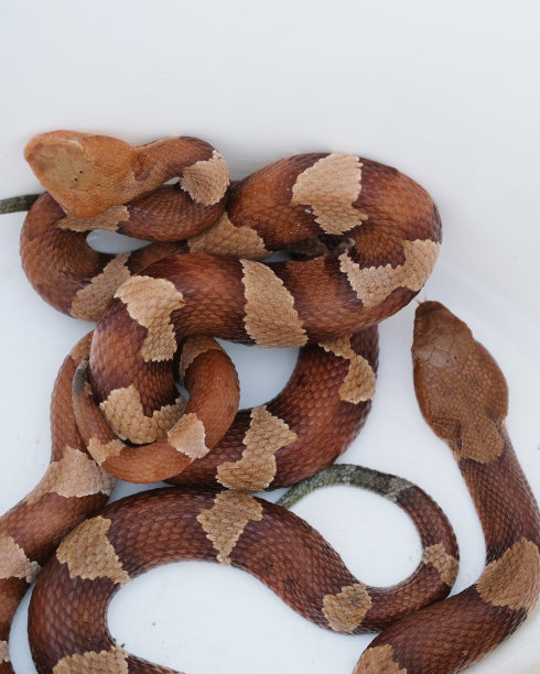 copperhead