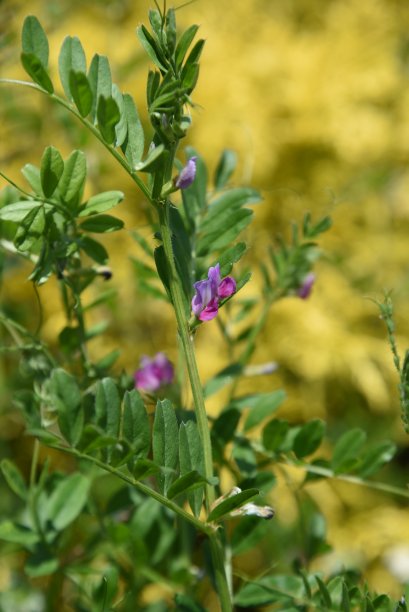 legume