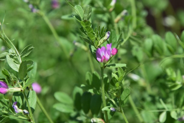 legume