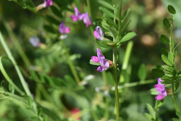 legume