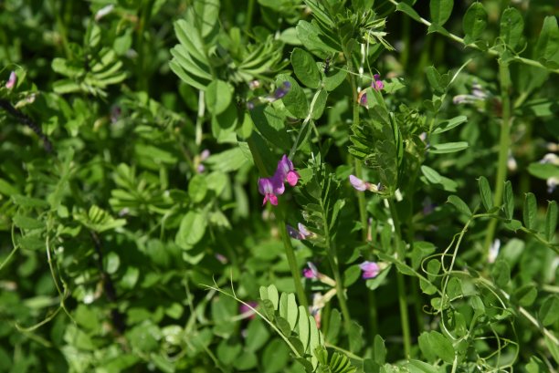 legume