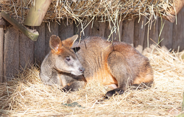 wallaroo
