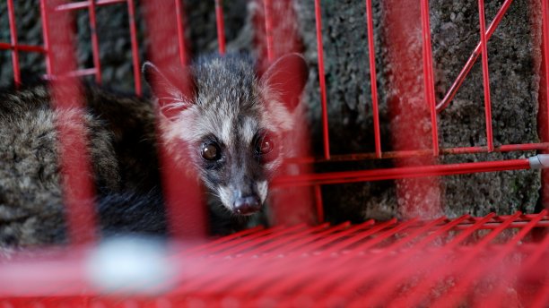 captivity