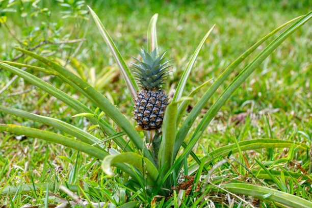ananas