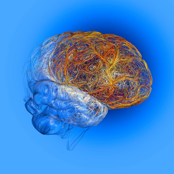 cerebrum