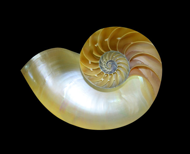 conch