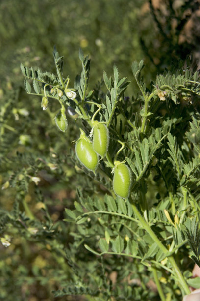 legume