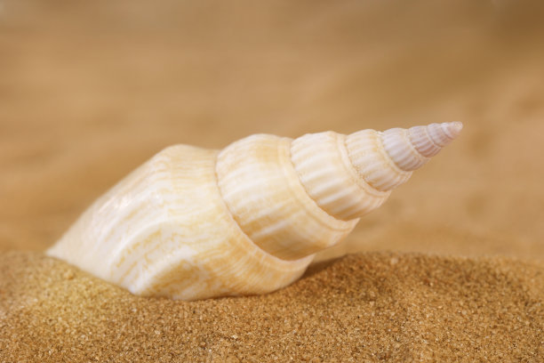 conch