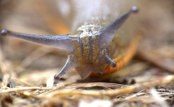 gastropod