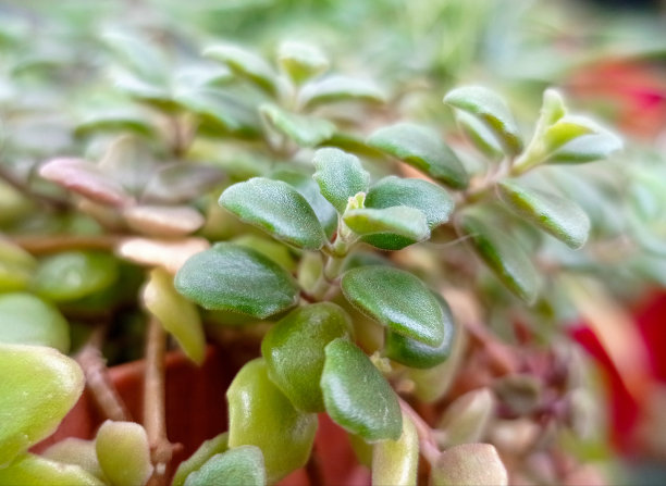 crassula