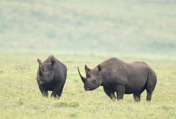 tanzania