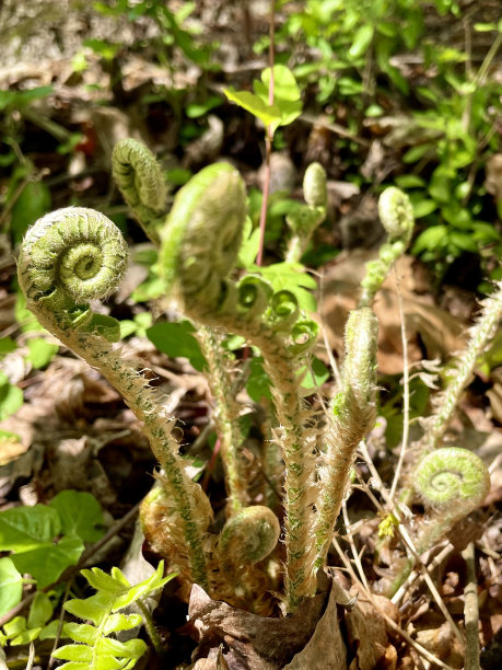 fiddlehead