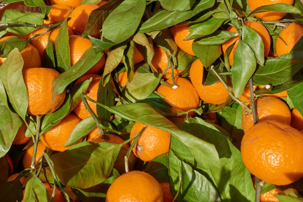柑橘丰收