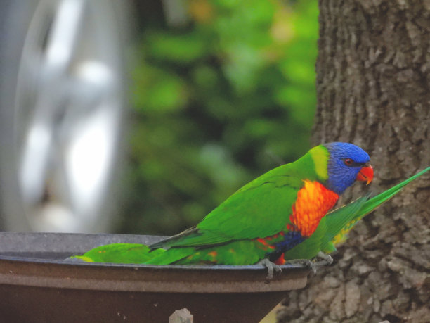 lorikeet