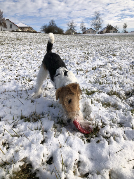 airedale
