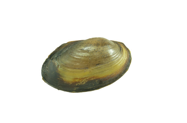 mussels