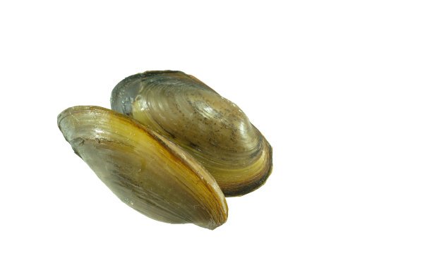 mussels