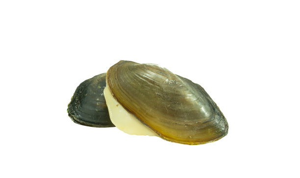 mussels