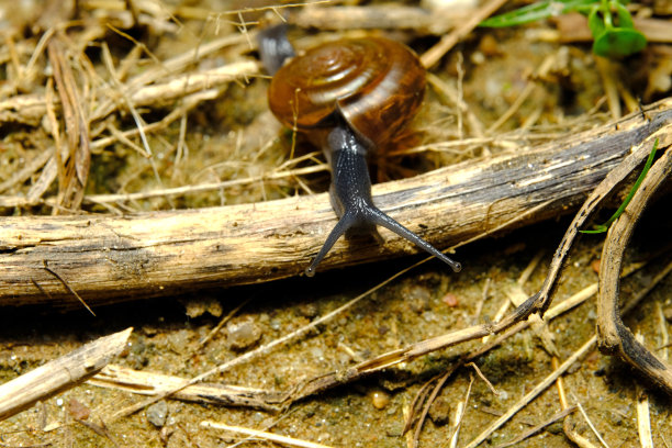 gastropod