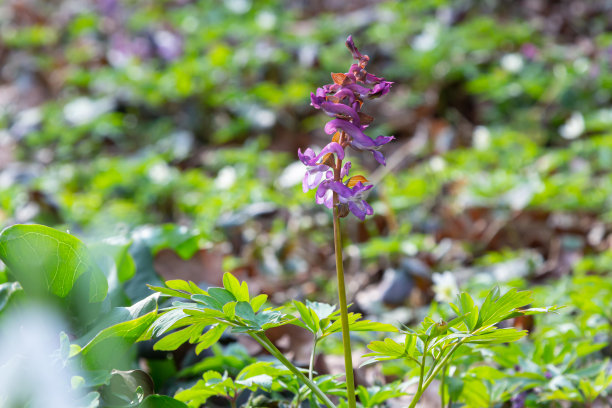 corydalis
